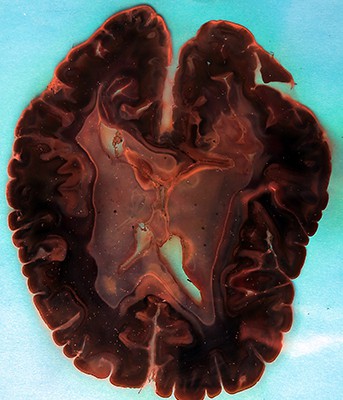 IMG_2612.corretta-web